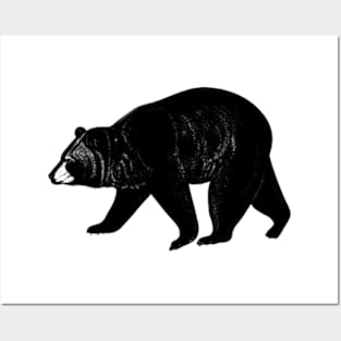 Bear Vintage // Pencil Drawing Posters and Art